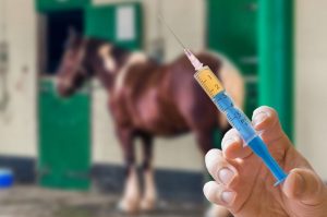 Injection Steroids To Horse